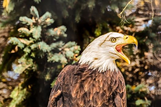 Bald Eagle screeches in warning as I approach.