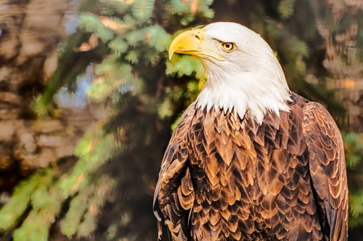 Bald Eagle watches its surrounding, ever vigilant.