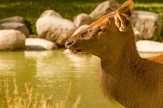 A close-up of a female elk, enjoying the cool water during the afternoon heat.