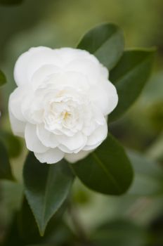 Close up of white Camelia flower with green leaves