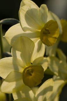 Close up of yellow narcissus flowers in back light