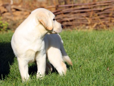 a nice yellow labrador puppy in green grass in summer