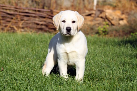 nice yellow labrador puppy in green grass in summer