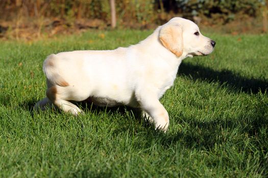 nice yellow labrador puppy playing in green grass in summer