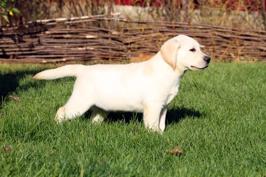 a nice yellow labrador puppy playing in green grass in summer