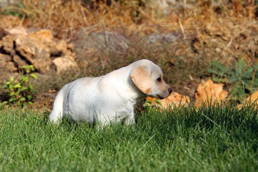 the nice yellow labrador puppy playing in green grass in summer
