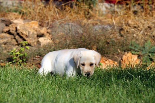 the little nice yellow labrador puppy playing in green grass in summer