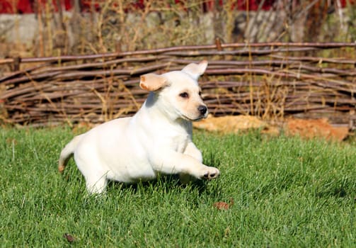 little nice yellow labrador puppy playing in green grass in summer