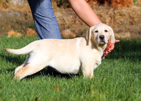 little cute yellow labrador puppy playing in green grass in summer