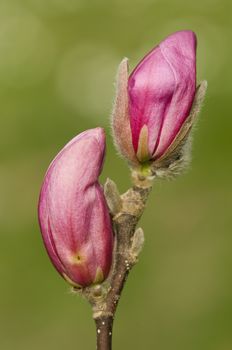 Pink buds of magnolia flowers ready to bloom