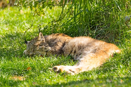 Lynx is sleeping in the shade to escape the afternoon warmth.