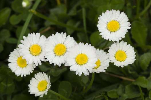 Group of white and yellow daisy flowers on grass