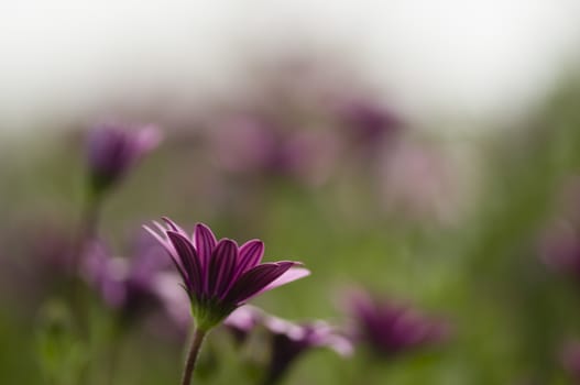 dimorphoteca flower garden under cloudy sky