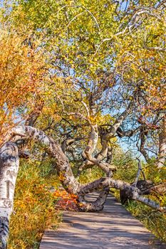 A path leads through a small grove of twisted birch trees.