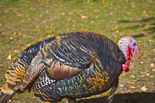 Turkey watches the ground closely as it forages for food.