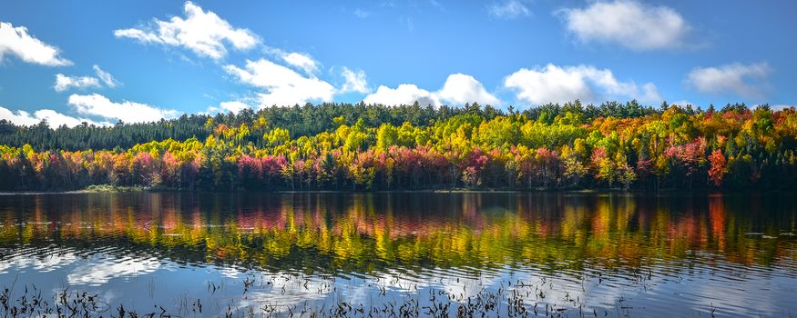 Autumn color paints the trees and illuminates the forest  in late October