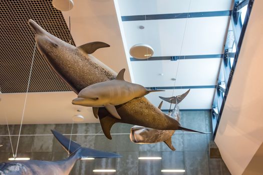 Canical, Portugal - June 5, 2013: Museu da Baleia (Whale Museum). Swimming dolphins. The museum documents the history of whale hunting on Madeira.