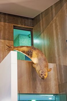 Canical, Portugal - June 5, 2013: Museu da Baleia (Whale Museum). Atlantic gray seal at the exit. The museum documents the history of whale hunting on Madeira.