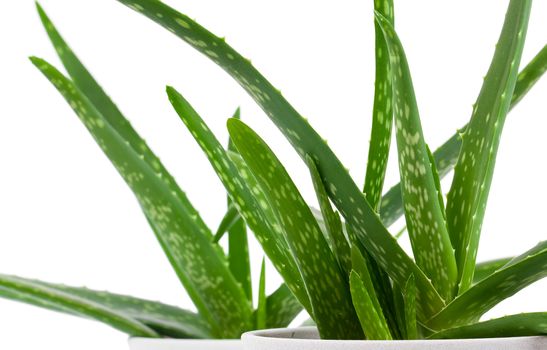 Aloe vera plant isolated on white