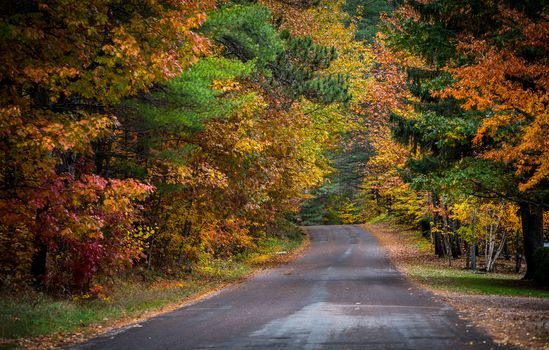 Autumn color illuminates the forest  in late October