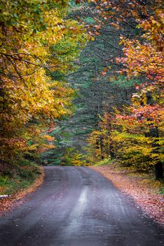 Autumn color illuminates the forest  in late October