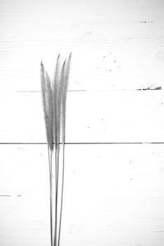 wheat on white table black and white color