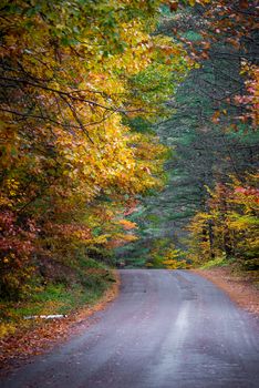 Autumn color illuminates the forest  in late October