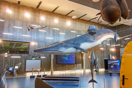 Canical, Portugal - June 5, 2013: Museu da Baleia (Whale Museum). Huge blue whale model hanging from ceiling. The museum documents the history of whale hunting on Madeira.