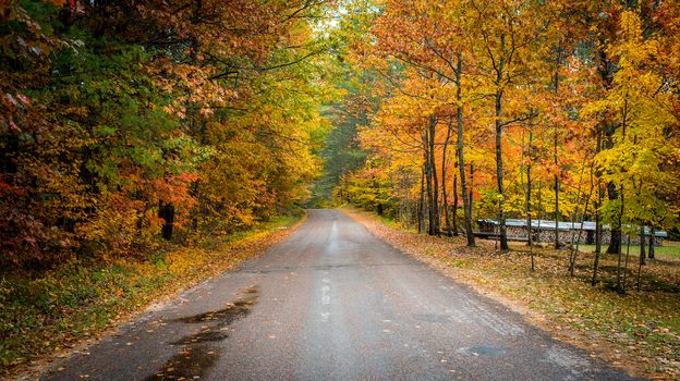 Autumn color illuminates the forest  in late October