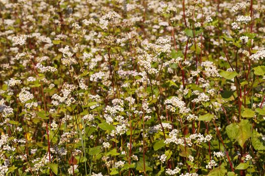 blossom field of buckwheat(Fagopyrum Mill)