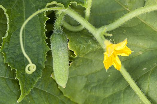 young cucumber and flower on bush