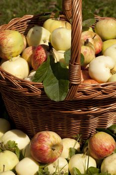 full basket of different apples stand on grass 