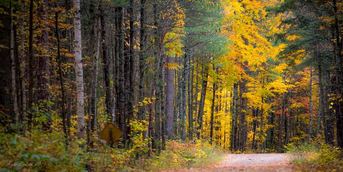 Autumn color illuminates the forest  in late October