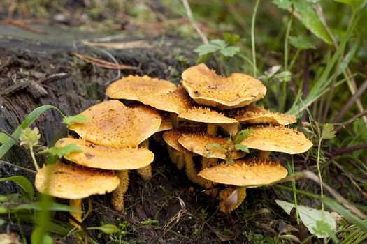 inedible fungus (Pholiota flammans) grow on trunk