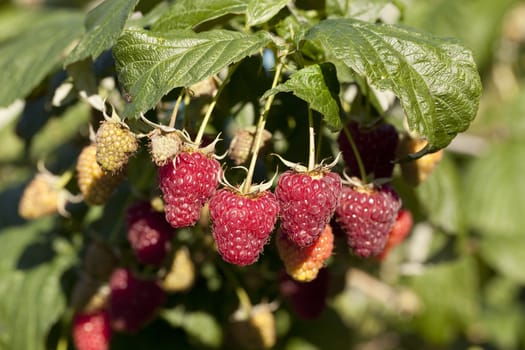 ripe and unripe raspberry (Rubus idaeus) on bush