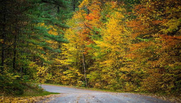 Autumn color illuminates the forest  in late October