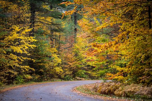 Autumn color illuminates the forest  in late October