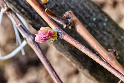 Close up of a vine bud in spring