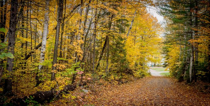 Autumn color illuminates the forest  in late October