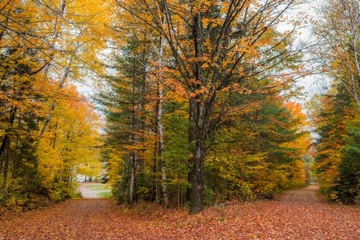 Autumn color illuminates the forest  in late October