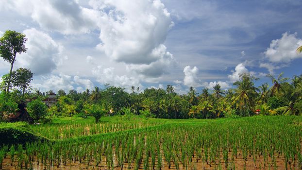 Rice field near the town of Ubud on Bali