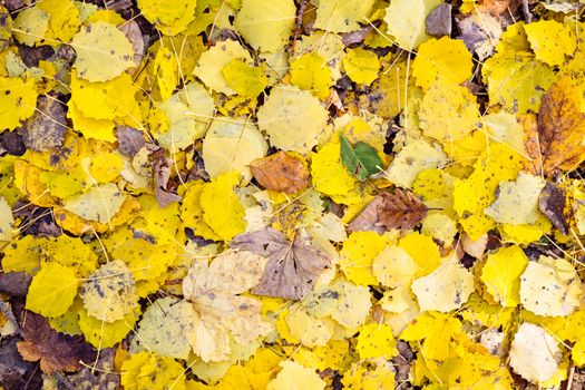 Detail of colorful autumn leaves fallen on the ground