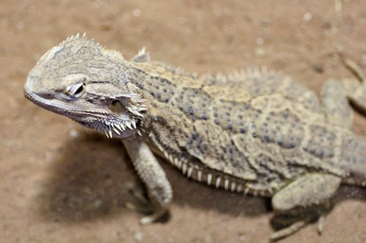 Bearded dragon - Pogona vitticeps closeup from above