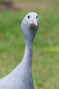 Blue crane - Anthropoides paradiseus portrait