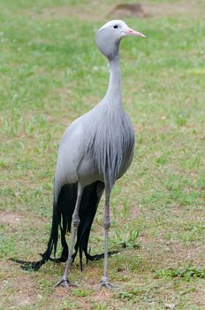 Blue crane - Anthropoides paradiseus standing