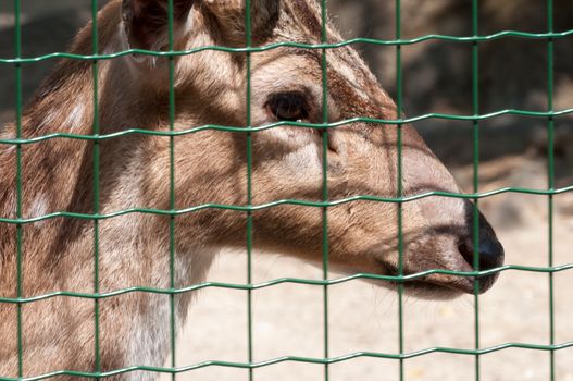 Chital in captivity behind the grid on the zoo