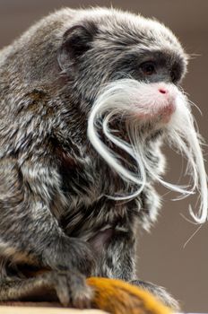 Emperor Tamarin - Saguinus imperator subgrisescens close portrait