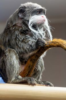 Emperor Tamarin - Saguinus imperator subgrisescens isolated closeup