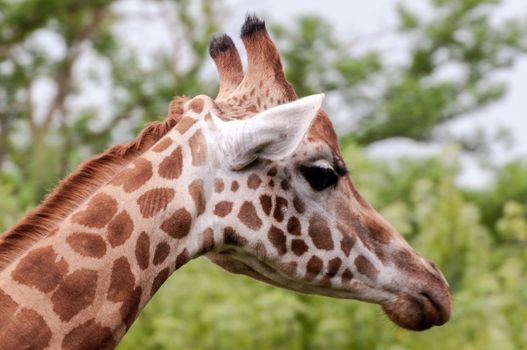 Giraffe - Giraffa camelopardalis head closeup side sight