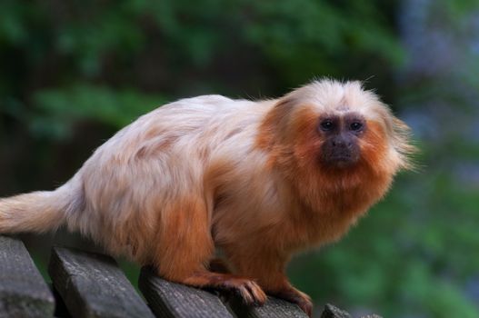 Golden lion tamarin - Leontopithecus rosalia isolated